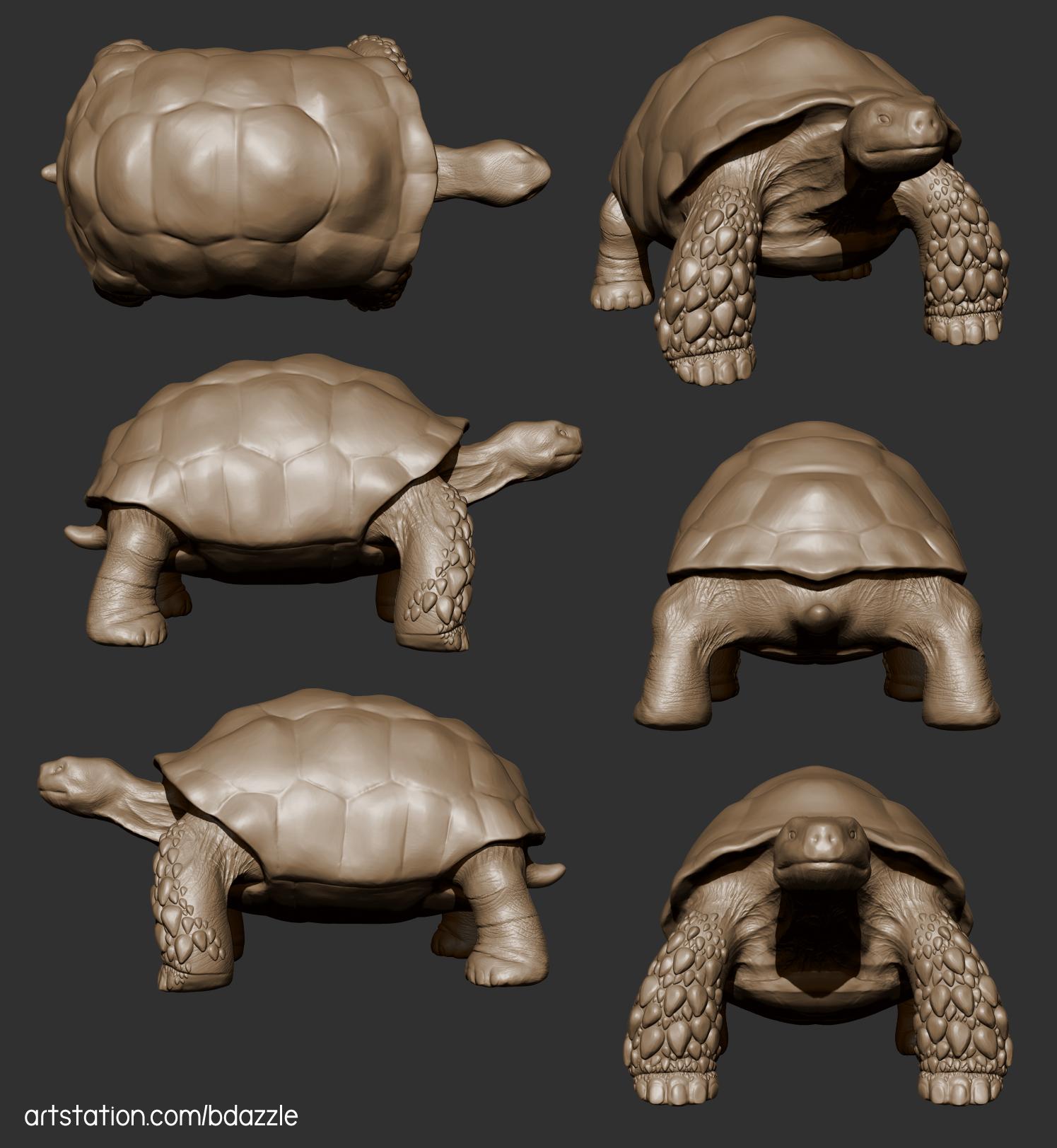 3D sculpted tortoise from multiple points of view by Britney Luong