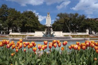 Tower and Littlefield Fountain with tulips 2023