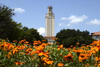 Photo of UT Tower behind an array of bright orange flowers on a sunny day